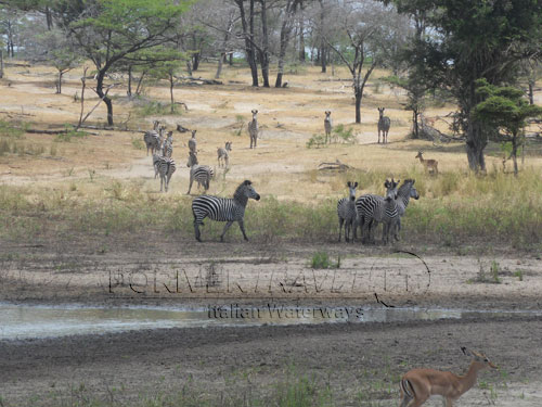 Tanzania Parco Selous